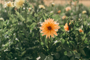 Dahlia jaune Dahlia jaune