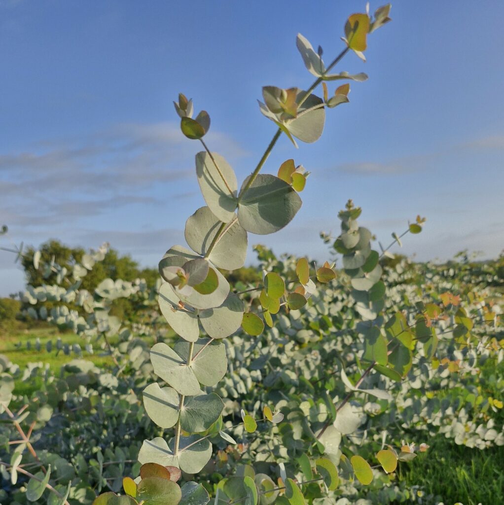 zoom sur fleuilles d'eucalyptus